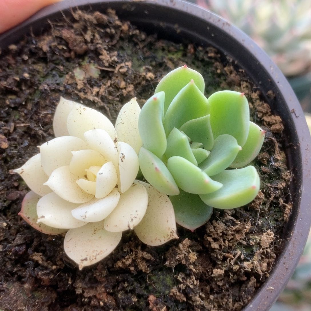 D159加勒比海蓝锦锦锦