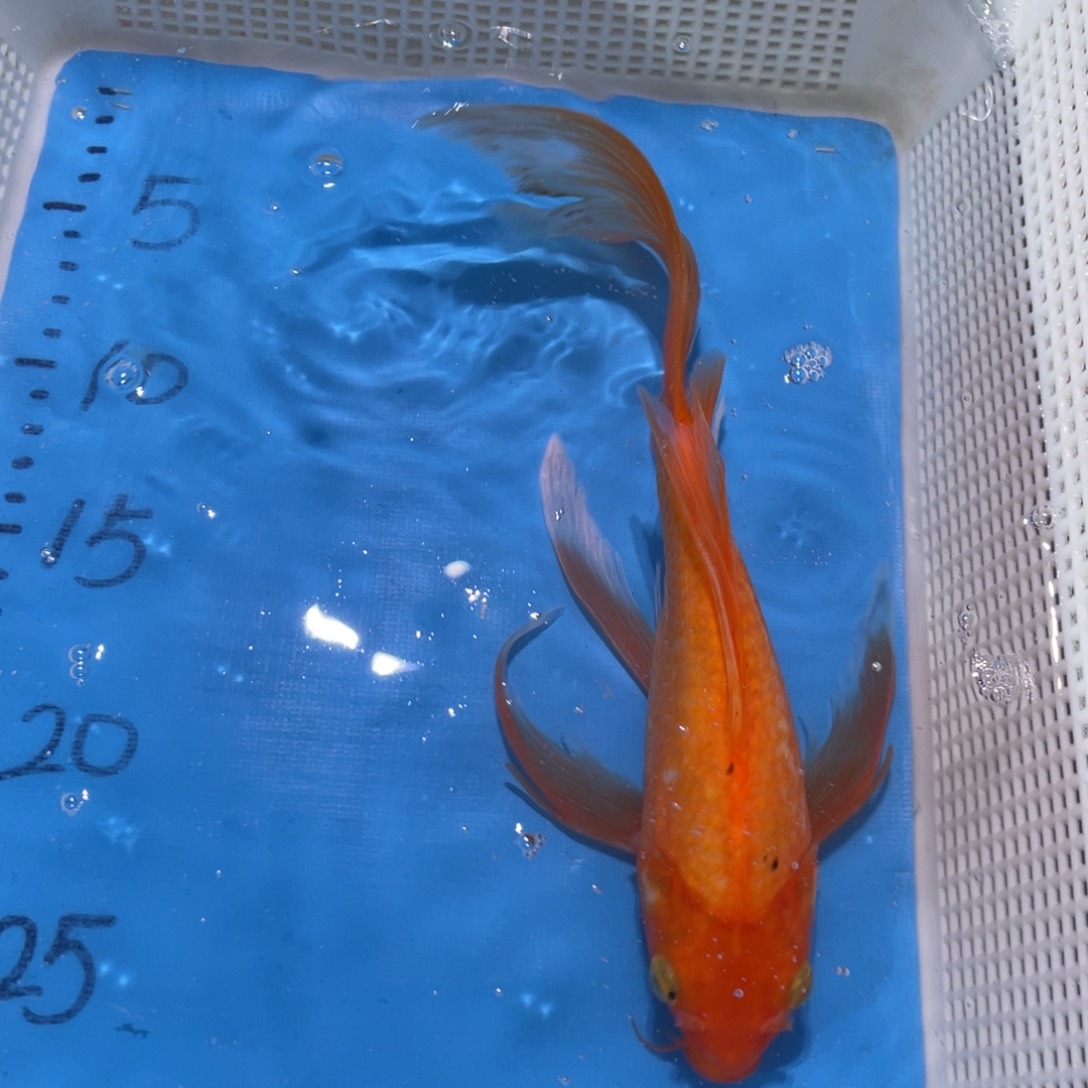 锦鲤锦鲤包邮锦鲤蝴蝶鲤鱼