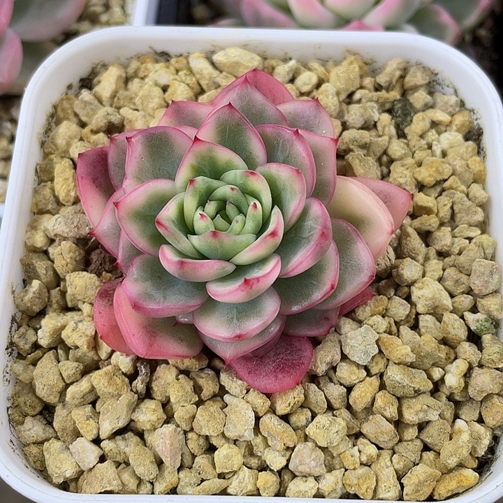 艾莎公主锦一物一拍