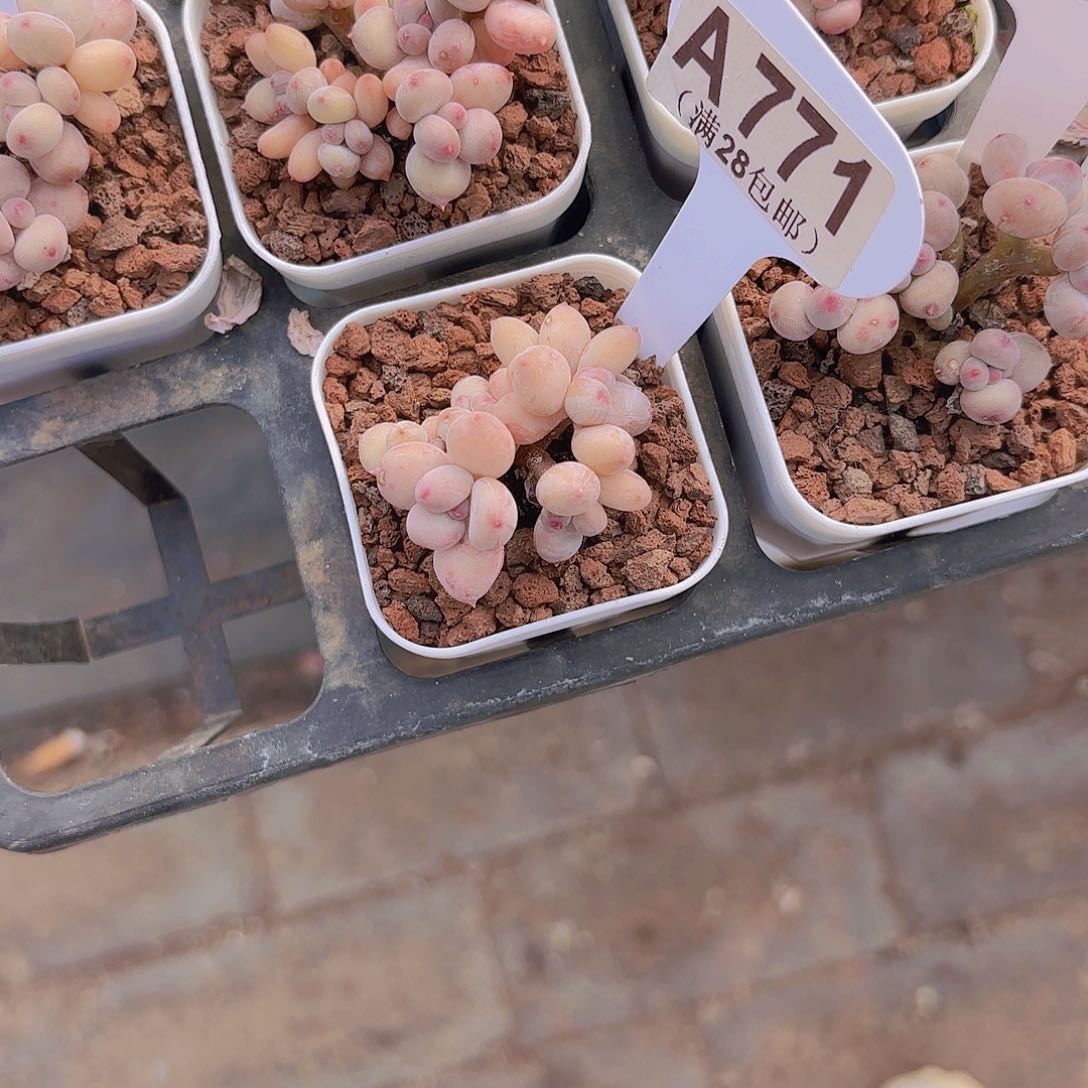 用****6A771萤火虫一物一拍