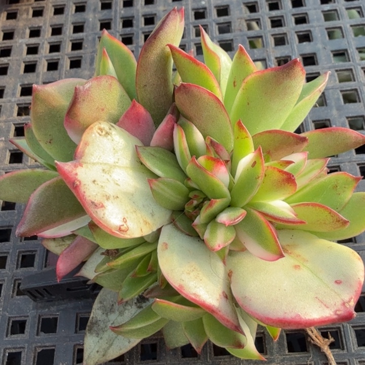 吉赛尔锦一颗花脸锦群