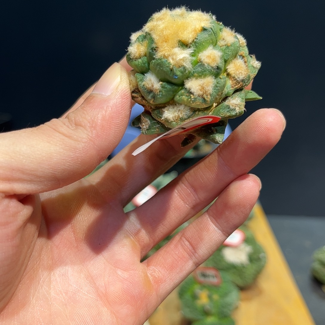 17号自根龙博牡丹