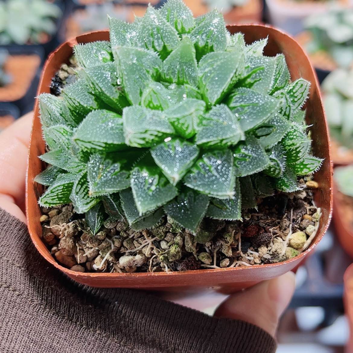 【闪购商品】冰沙糖