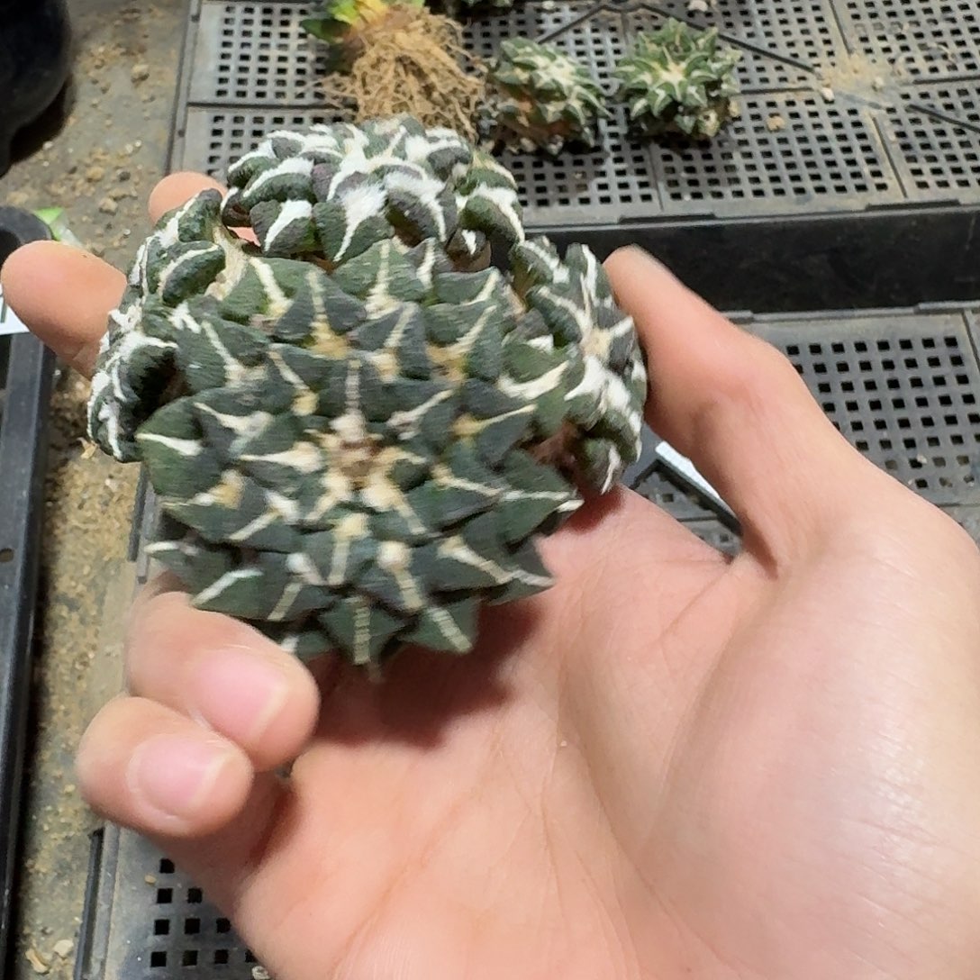 278号仙人球萝卜根