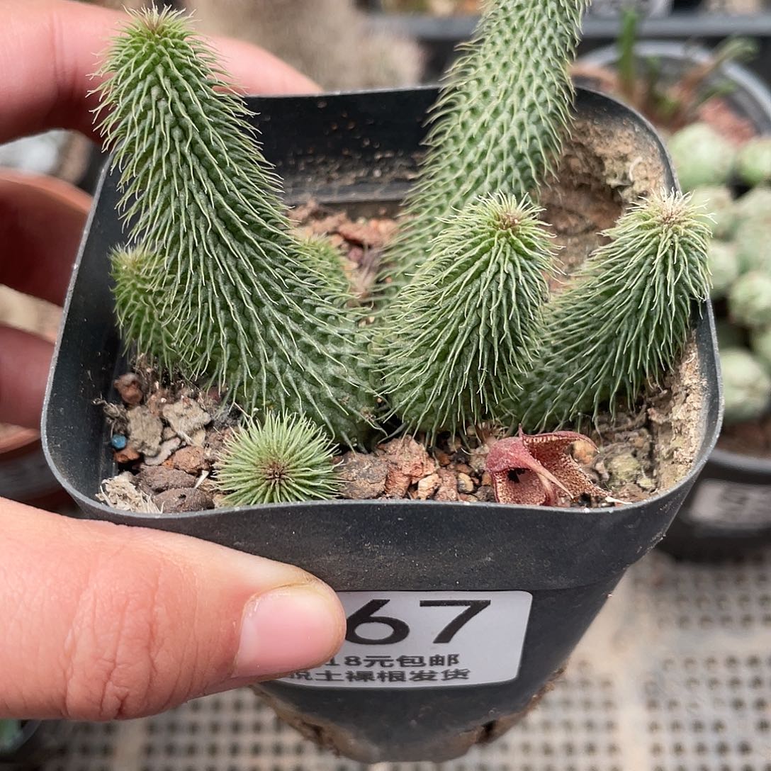 067阿修罗（满18元包邮）