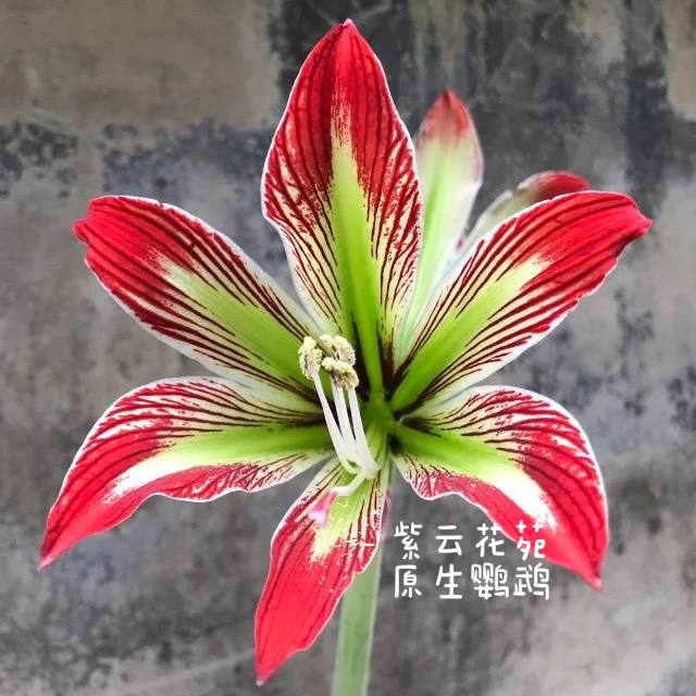 【原生朱】原生鹦鹉/ 派瑞迪/梅内塞斯/海沃德/重瓣始祖 朱顶红种球