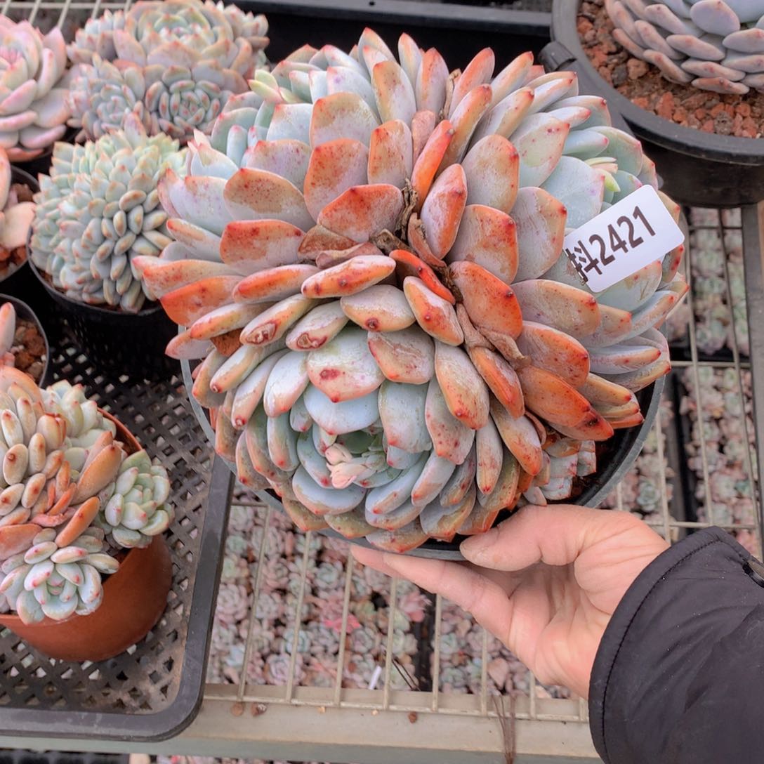 2421多头在哪里我来