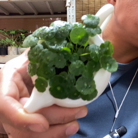 红陶一物一拍所见即所得61