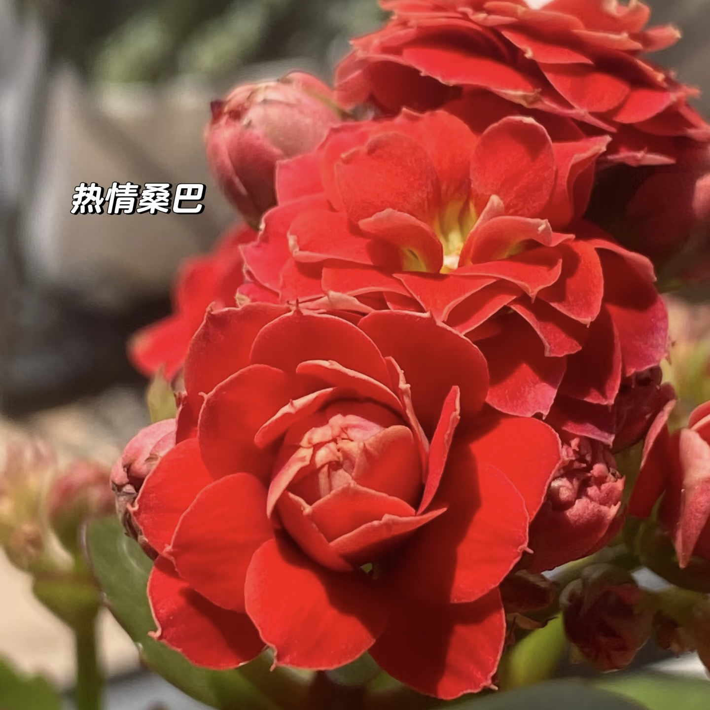 【热情桑巴（超大花）】重瓣红色长寿花盆栽好养