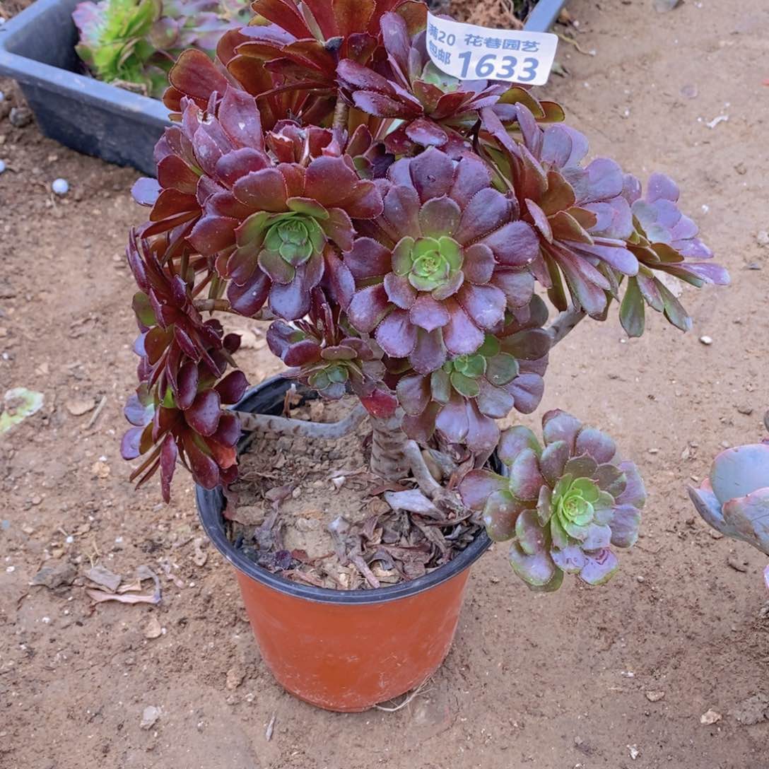 1633 号一物一拍多肉植物