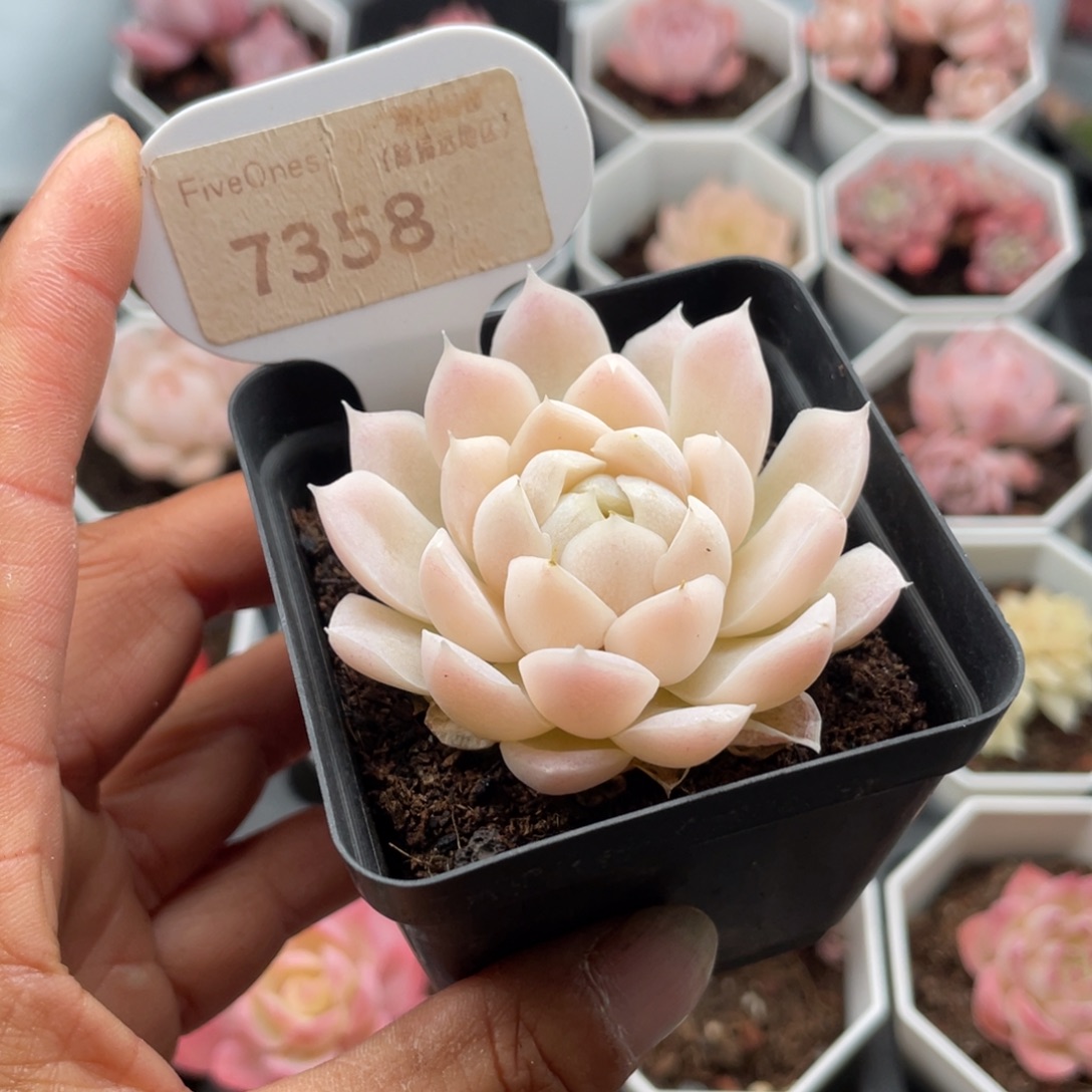 诚***宇白月影7358-5.5厘米