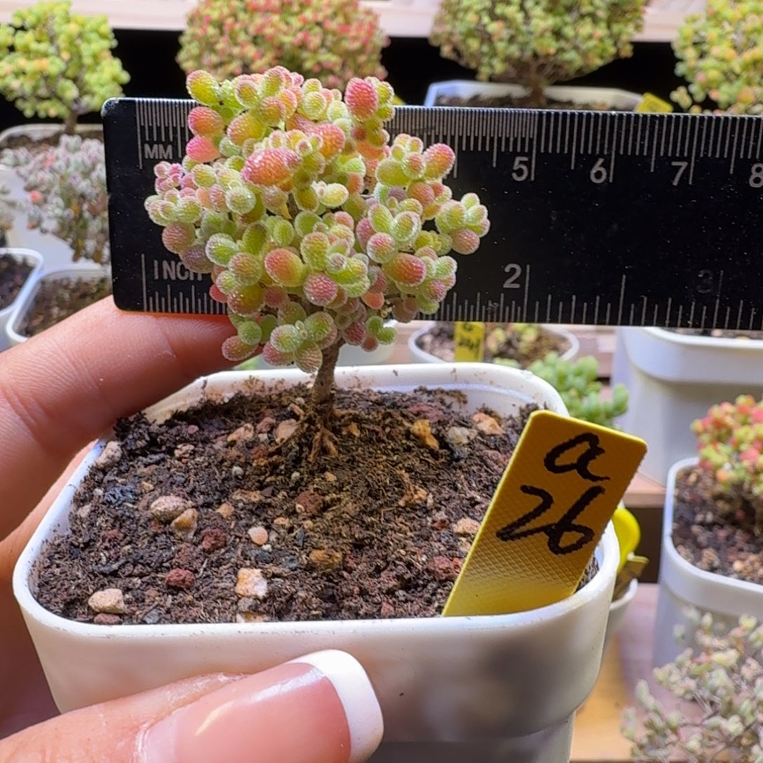 a26号橘子糖冠服4厘米左右