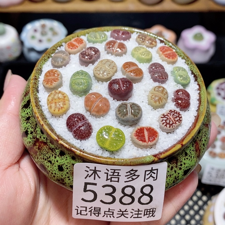 W***运带盆土植物 一物一拍5388