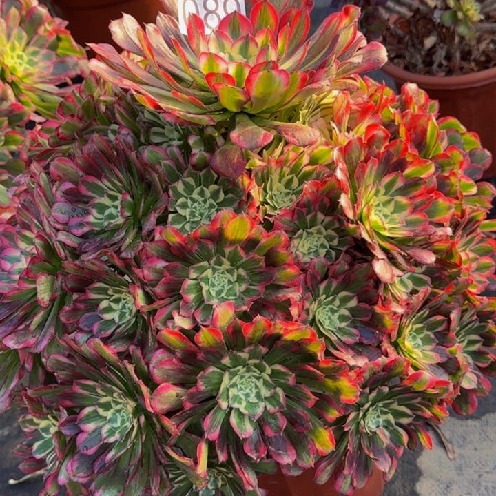 000000000089绿体铜壶