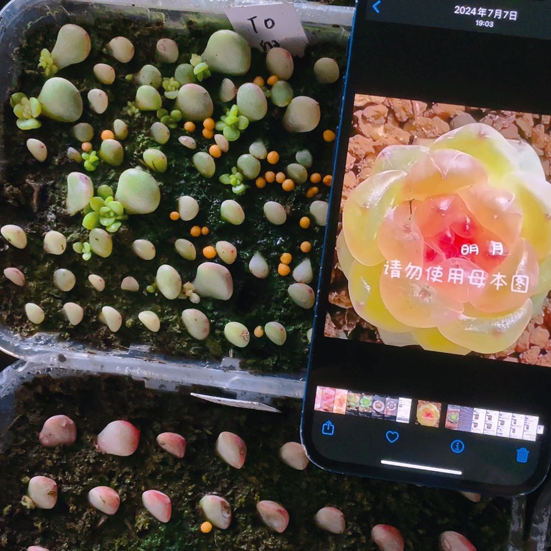 T0 芝麻苗一个满25包邮