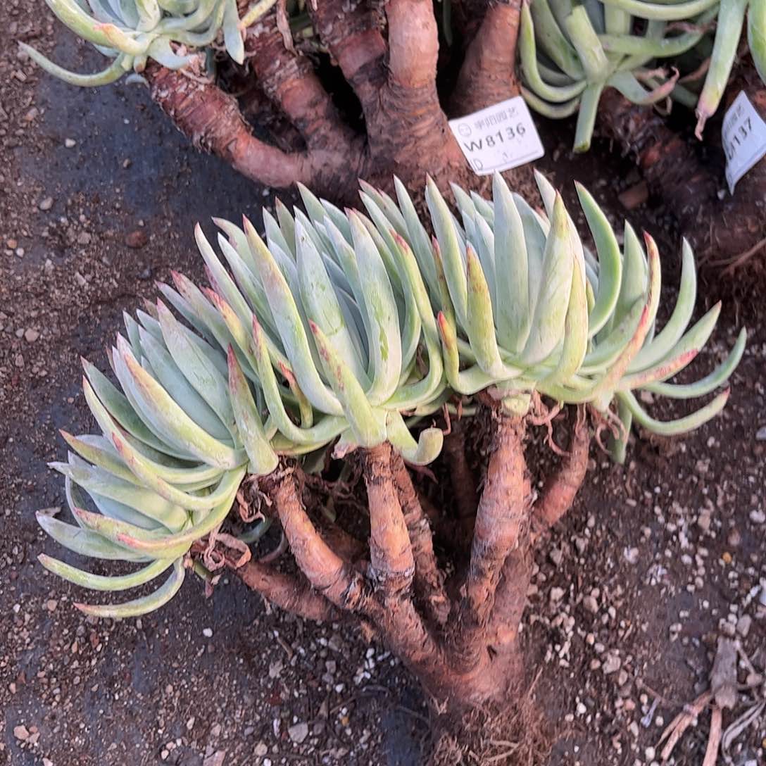 8138文森特仙女杯多肉瑕疵