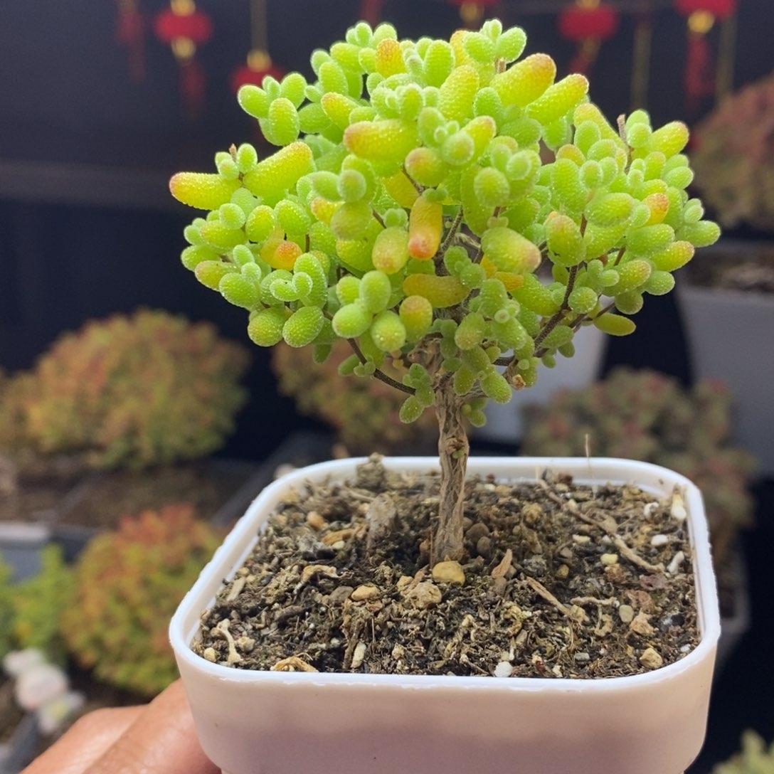 105号金桔糖球枝干多肉