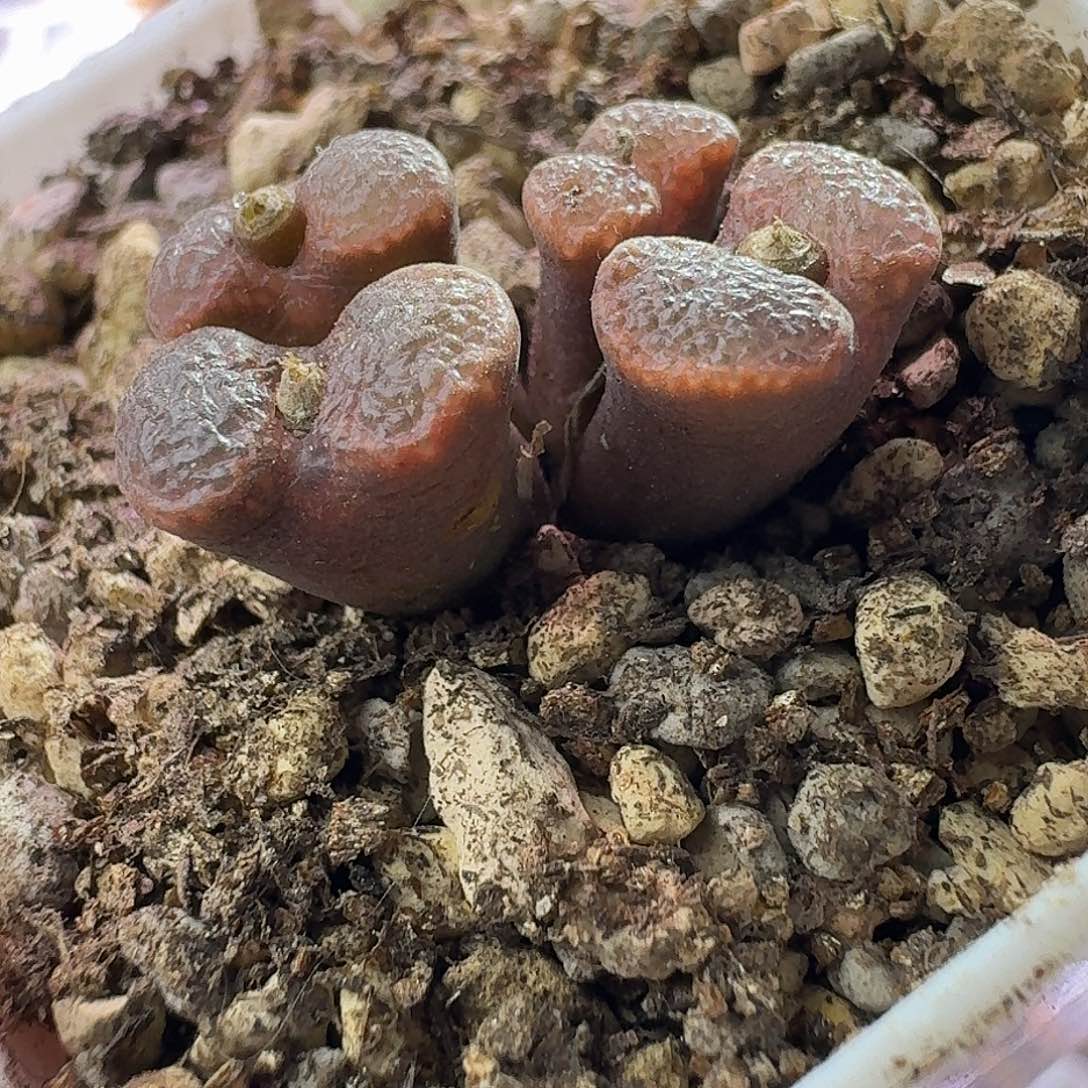 13号全窗四头泡泡勋章尺寸小