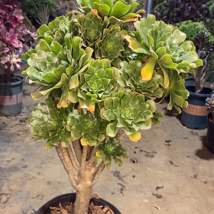 原始绿多肉植物16 