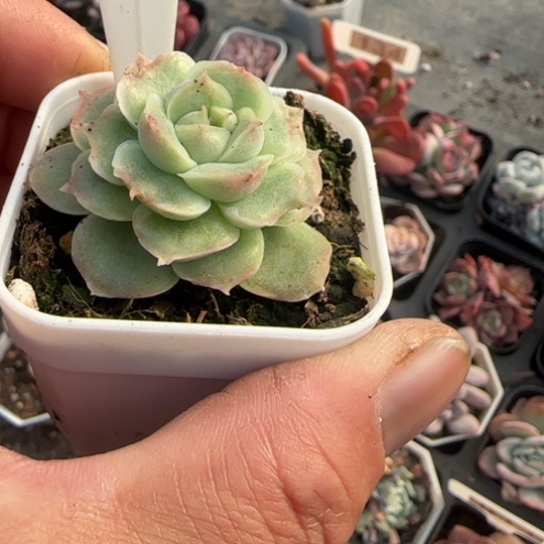 216虾饺多肉植物多