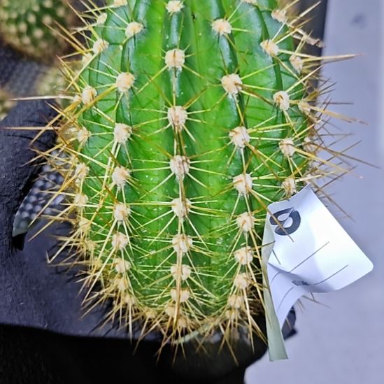 毛花柱蒙娜丽莎7.9厘米福