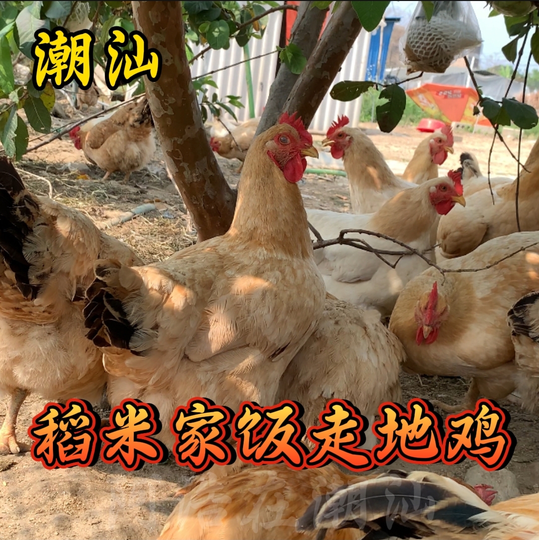 潮汕走地鸡潮汕土鸡散养自家鸡农村母鸡公鸡五谷杂粮鸡广东煲汤鸡