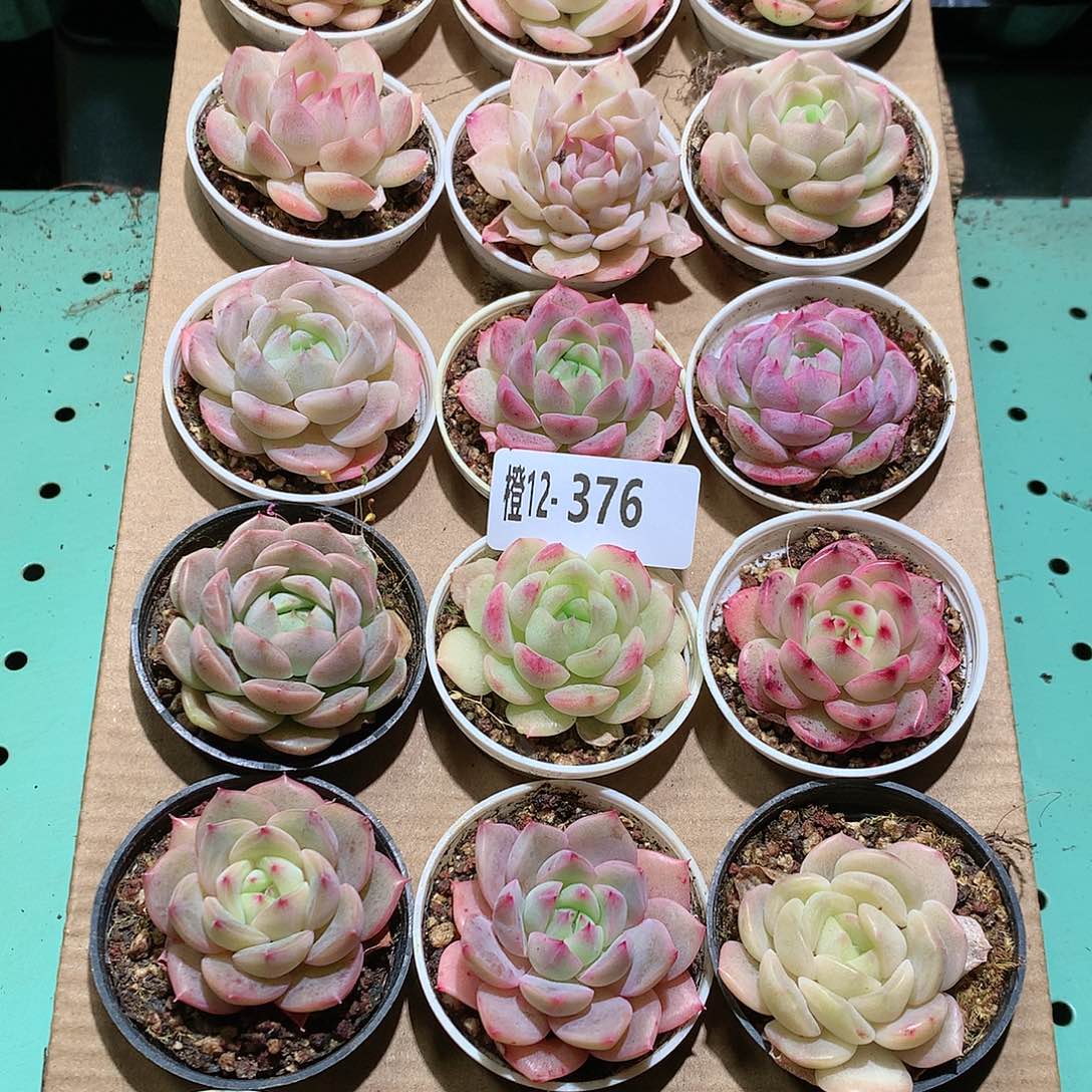 12-376一物一拍带盆18颗