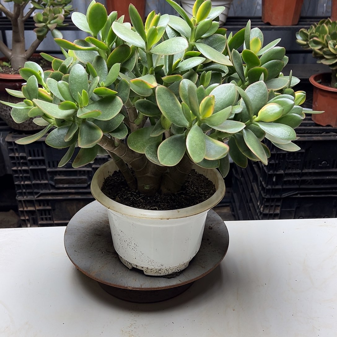5年玉树锦带土球发货