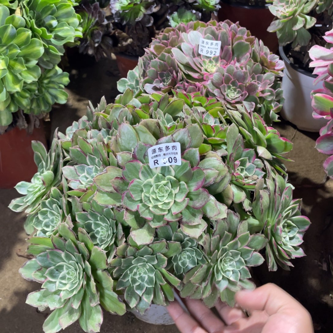 909莲花多肉法师断枝不包