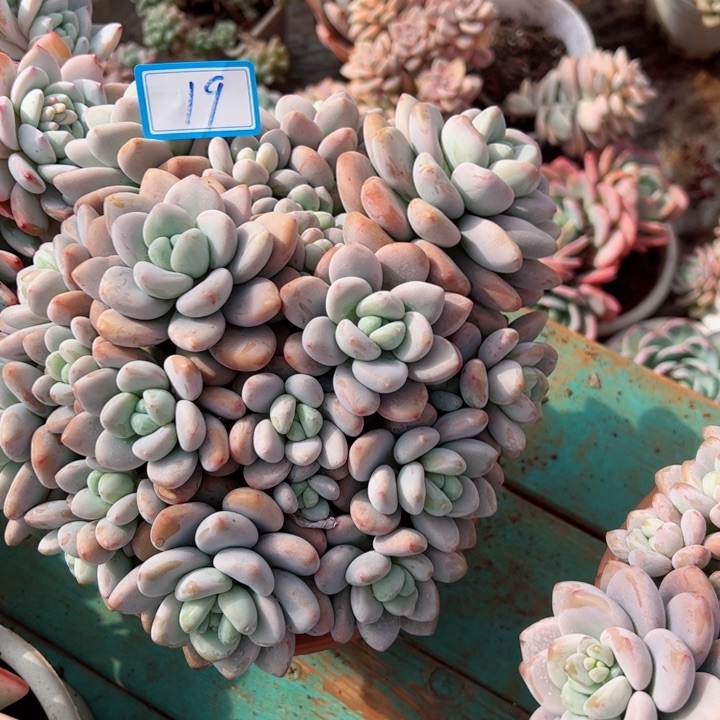 19洛神平平安安健健康康