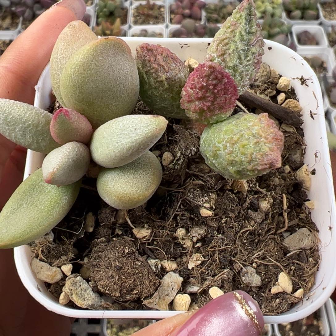 实生新品多肉植物水泡