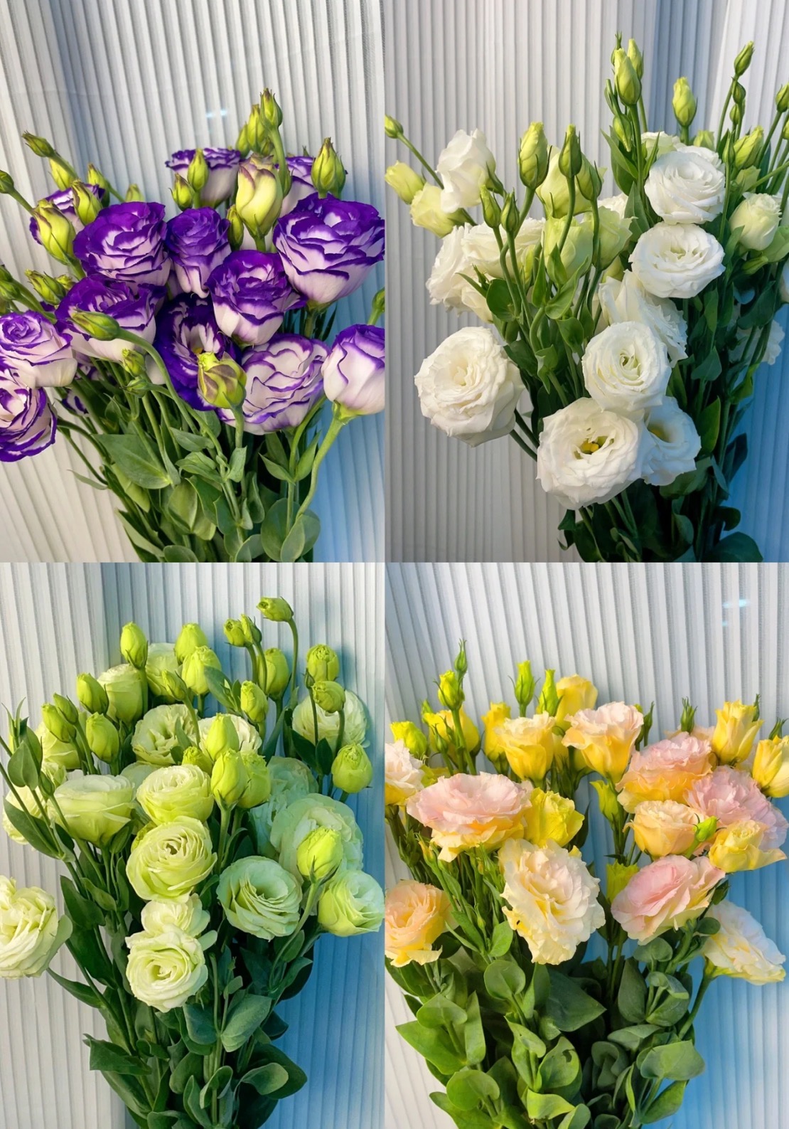 鲜花【洋桔梗】家庭同地址两单升级冷链