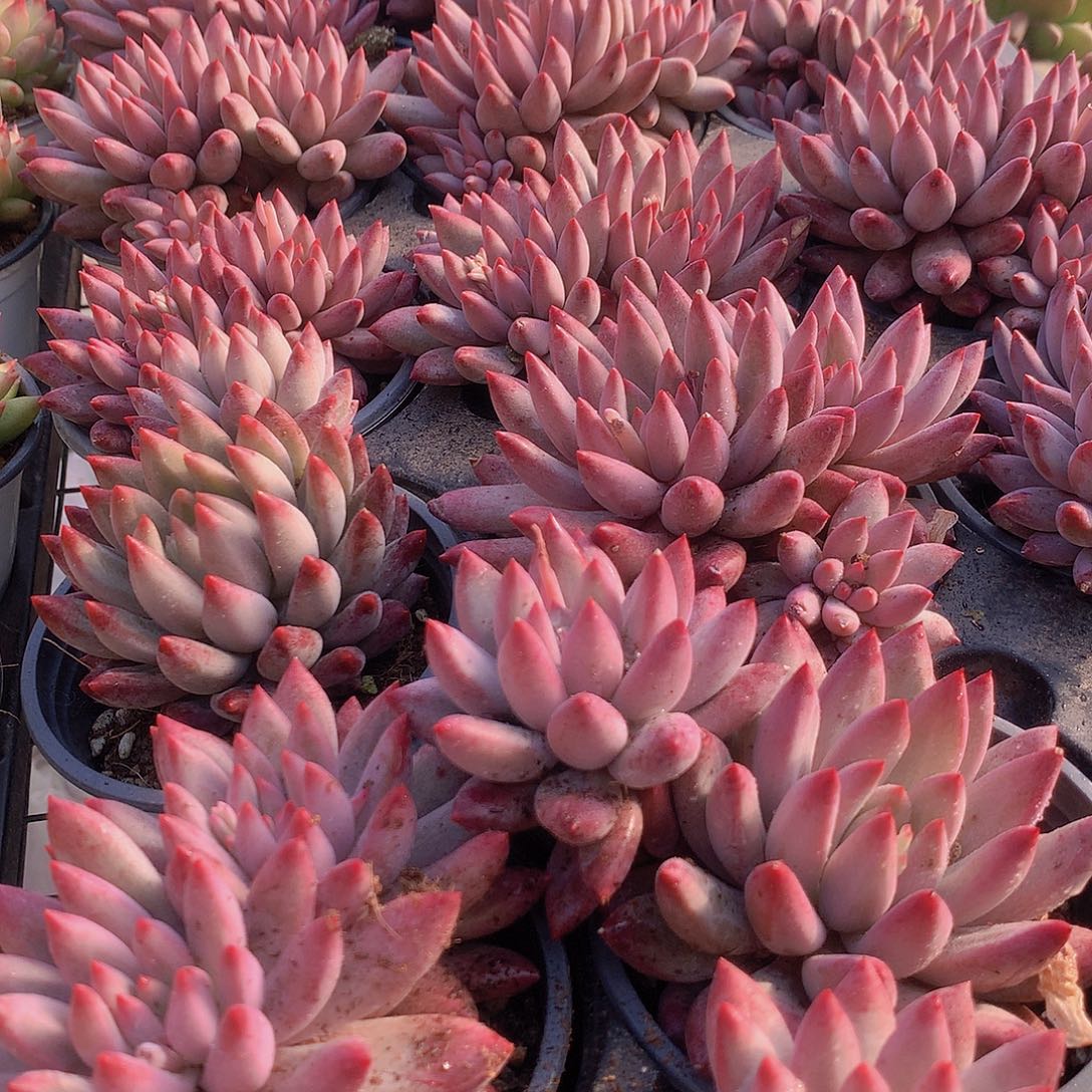 双头超红体虞美人356778889