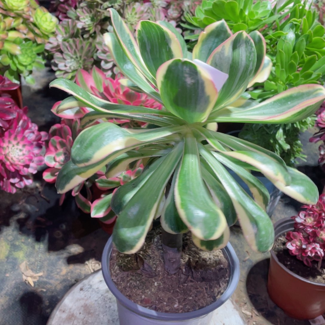 多肉植物燕姿锦112