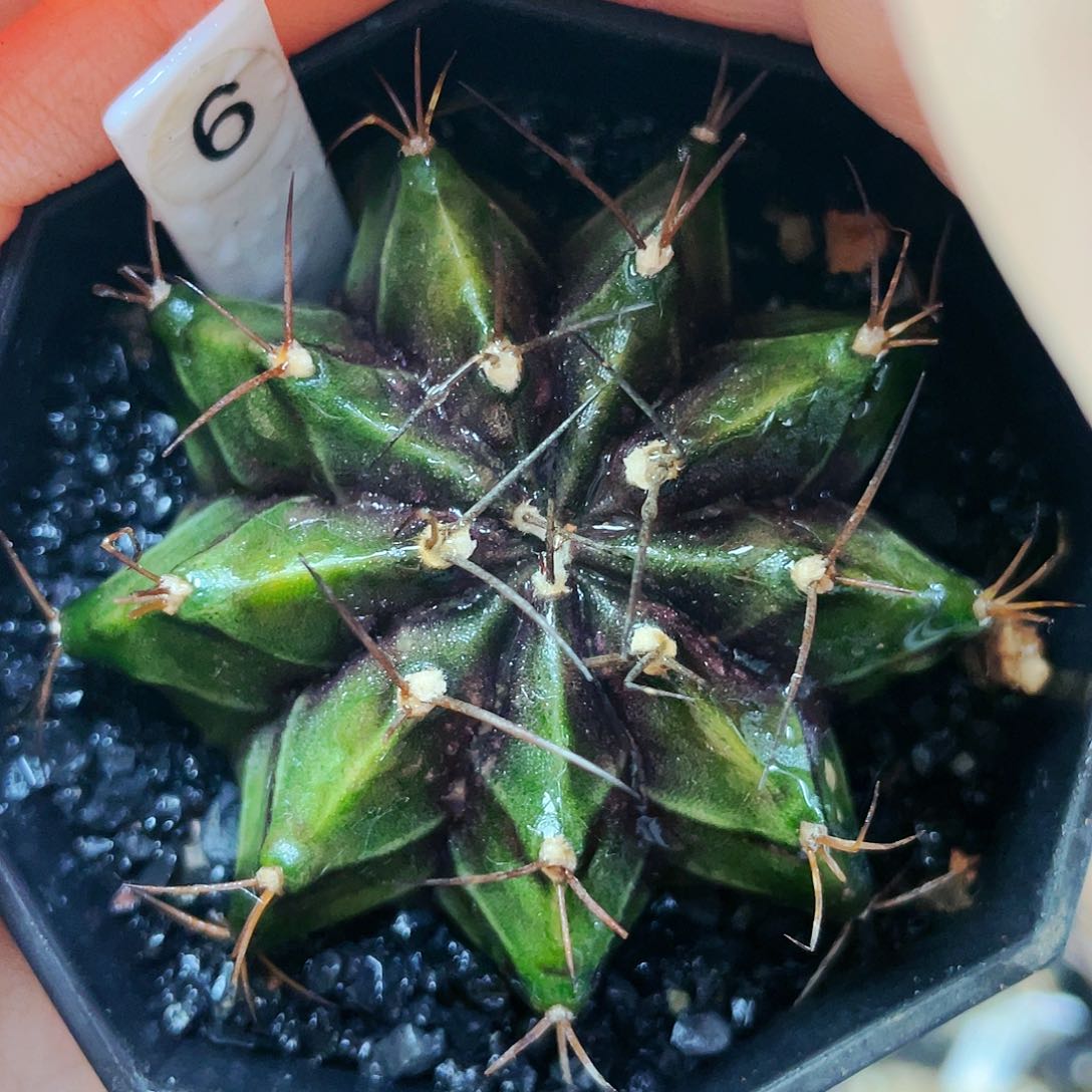 非偏远地区25包邮仙人球