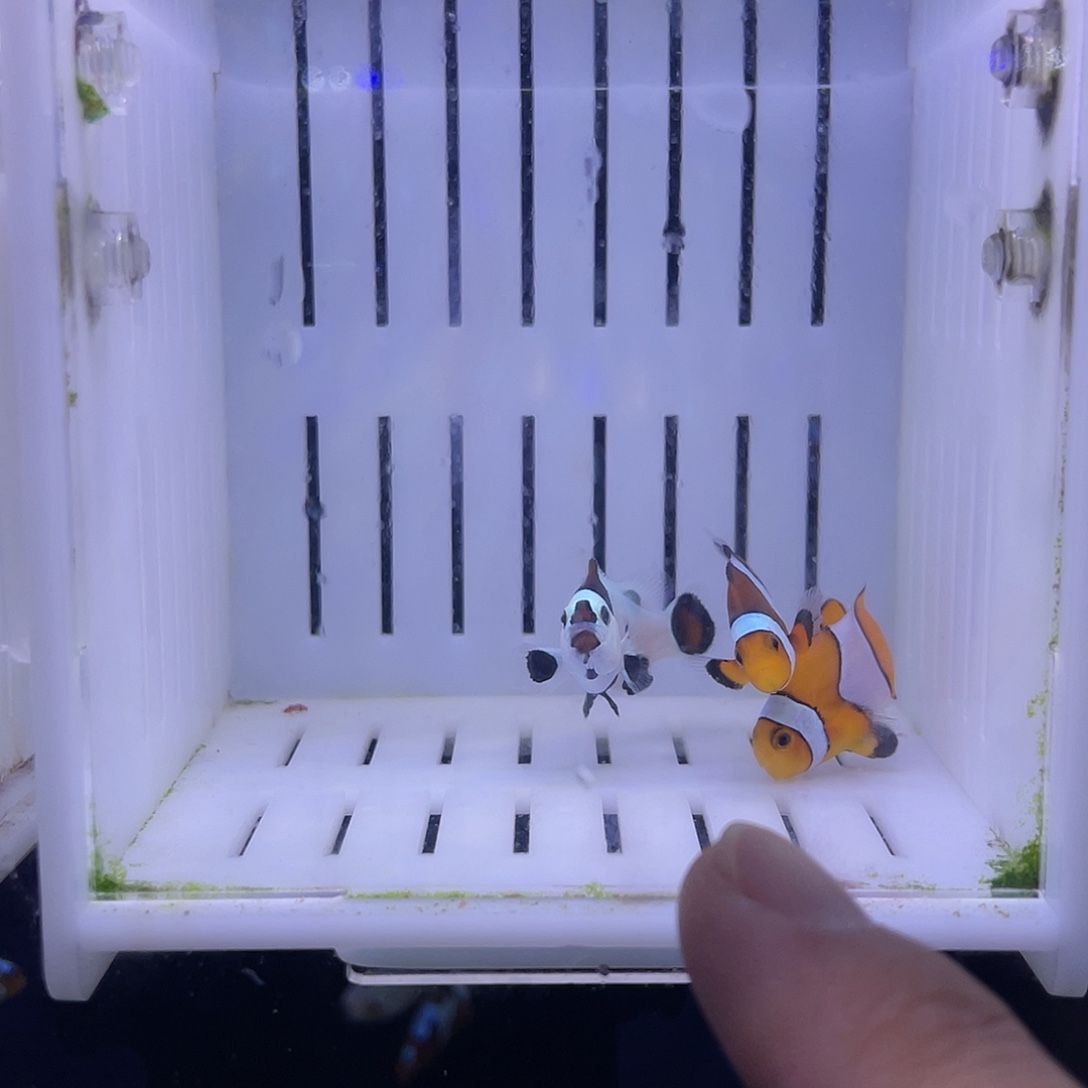 海水鱼黑边公子小丑