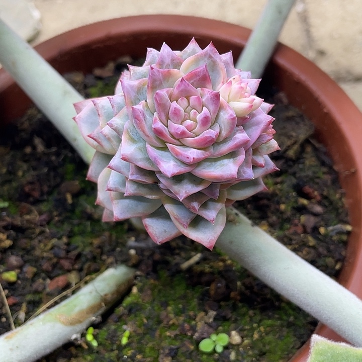 粉蓝鸟锦一物一拍锦龙