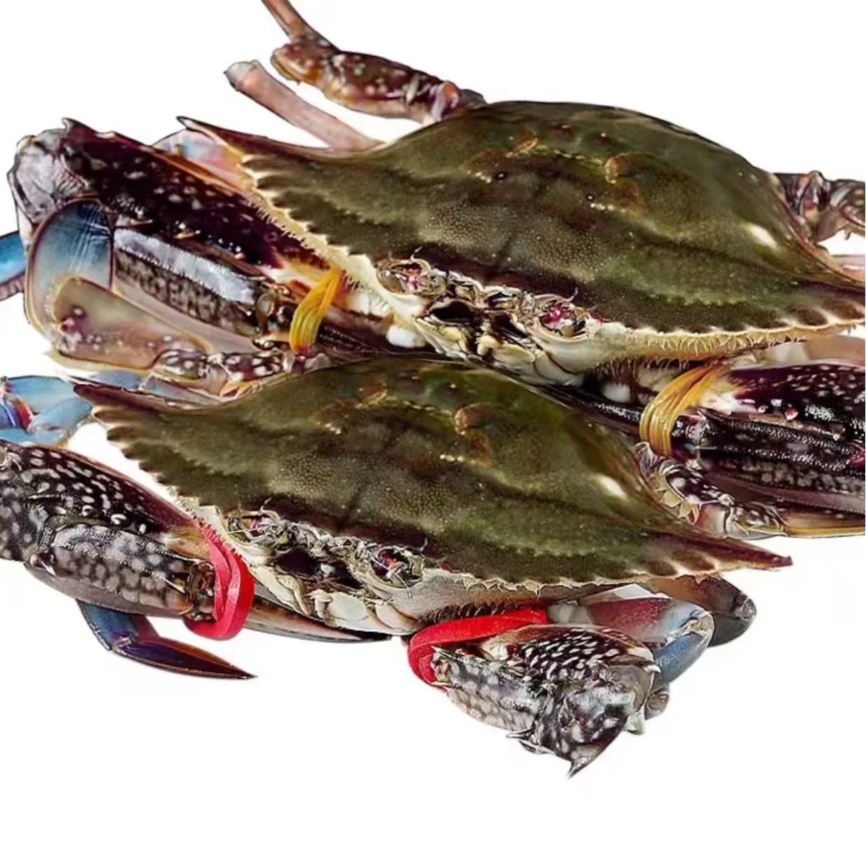 【鲜活梭子蟹】【保鲜不保活】东海/海船捕捞梭子蟹鲜活梭子蟹