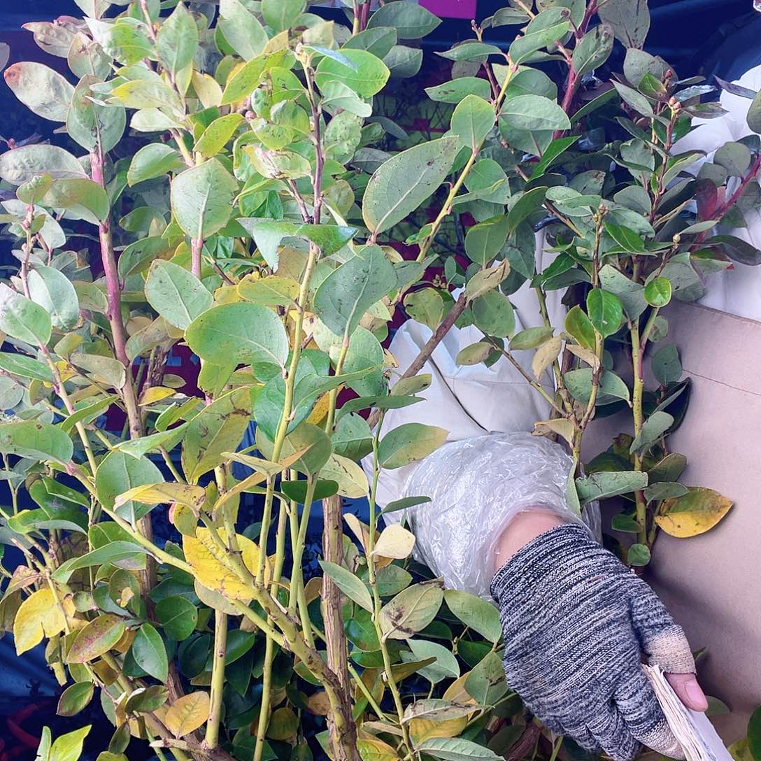 完全开放大果纯甜可口蓝莓