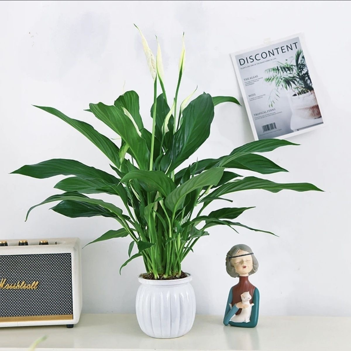 白掌一帆风顺盆栽绿植花卉植物室内办公室水培摆放净化客厅空气