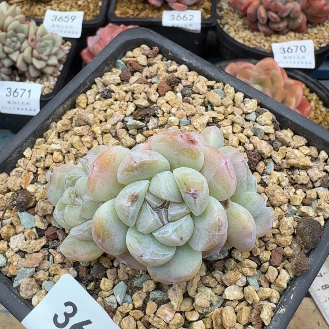 3683冰玉4头（8厘米左右）