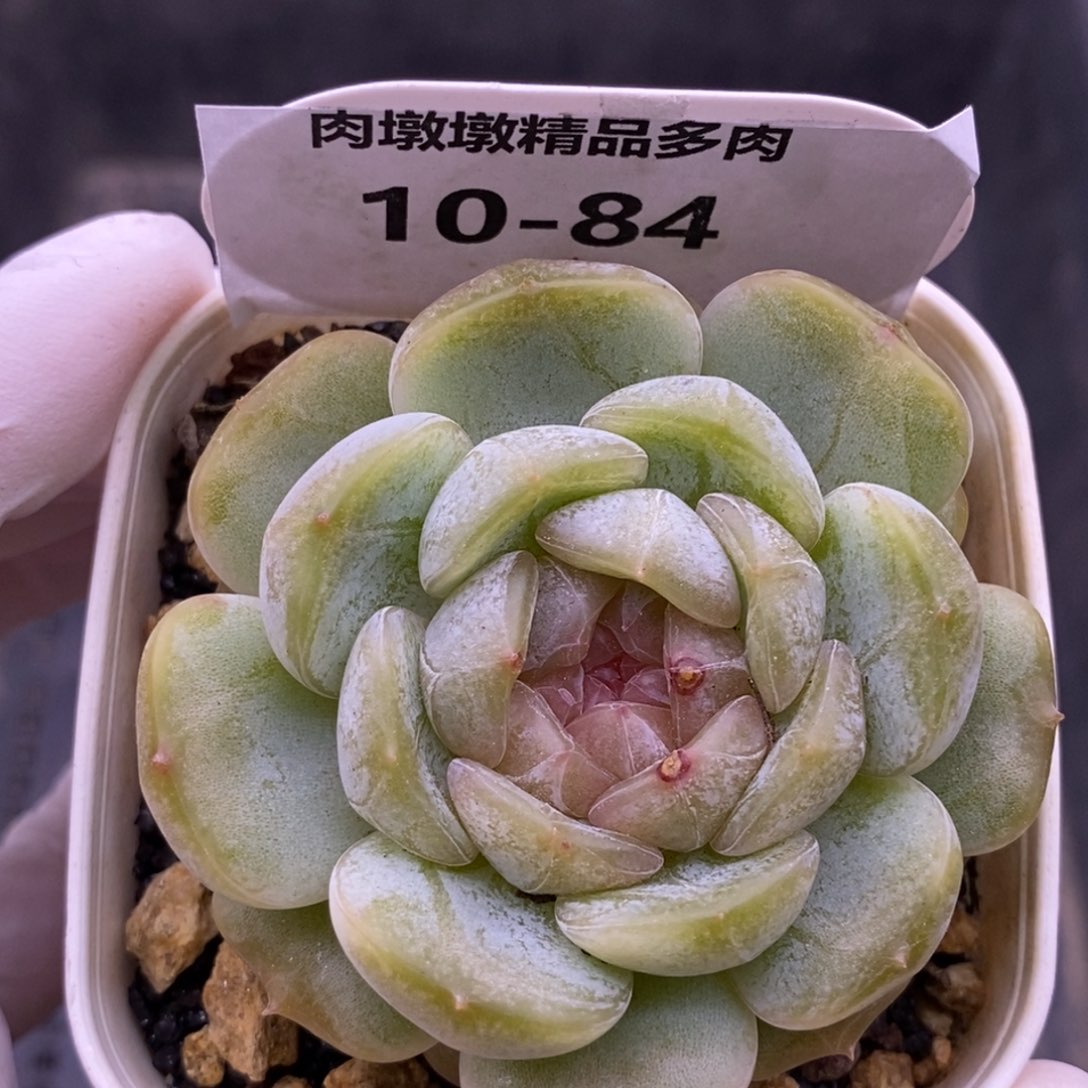 【闪购商品】10-84白恋