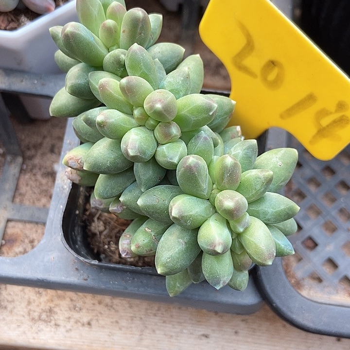 多肉植物千代田缀2014