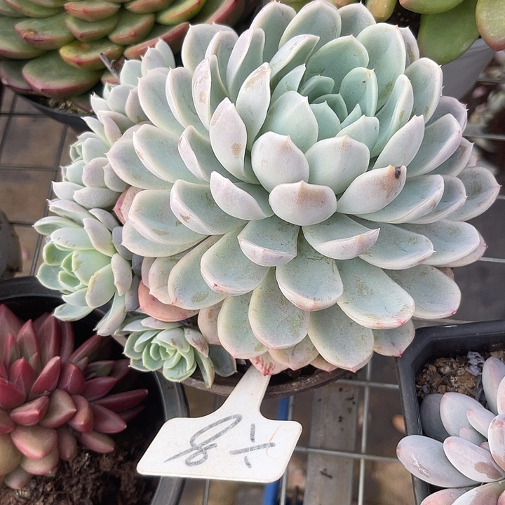 三***)两单包邮，一物一拍8