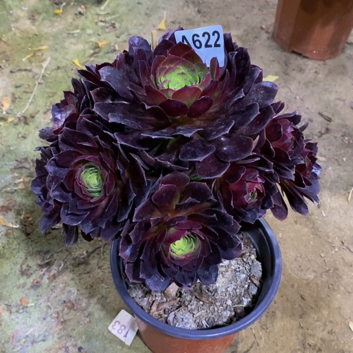 黑骑士妖桩多肉622