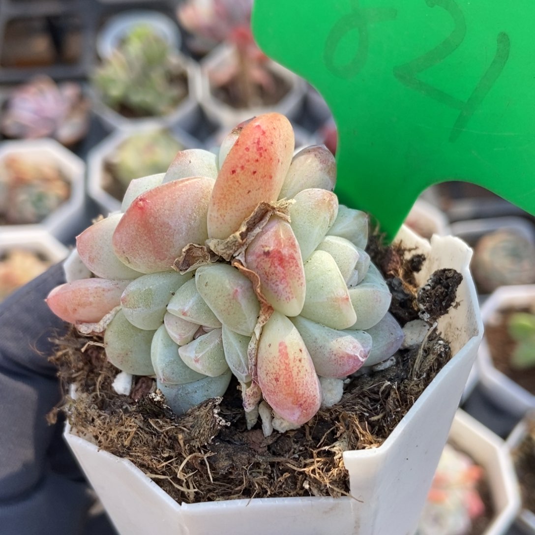 821冰玉多肉植物保护