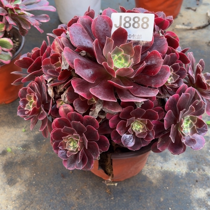 瑞妈多肉园艺888有断枝。