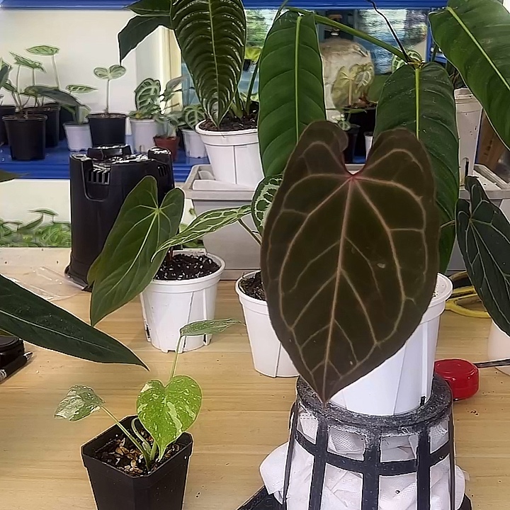 无花朵红水晶杂黑丝绒