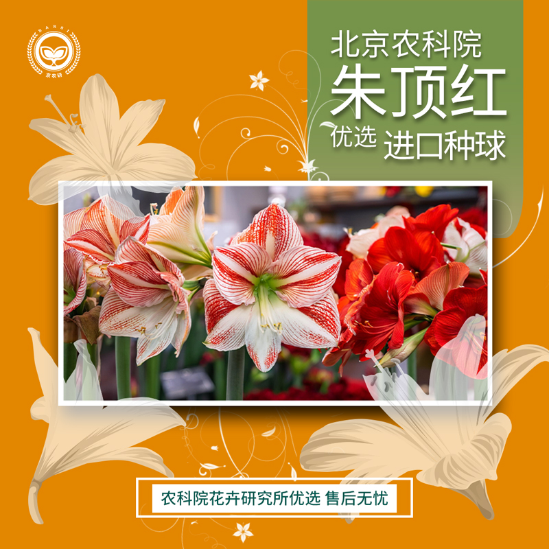 农科院重瓣朱顶红种球大球大花阿弗雷芭蕾舞后四季阳台室内花盆栽