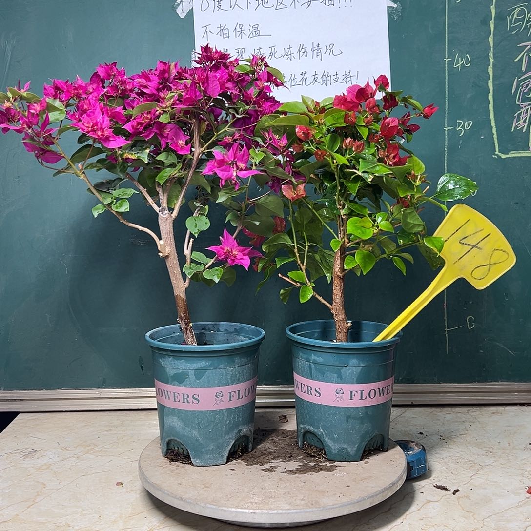 完全开放 樱红  重瓣枣红  148